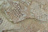 Ordovician Graptolite (Araneograptus) Plate - Morocco #126411-1